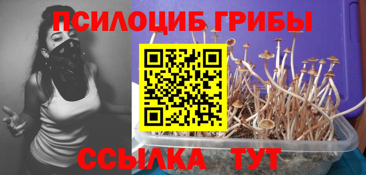 Галлюциногенные грибы Psilocybe Верхняя Салда
